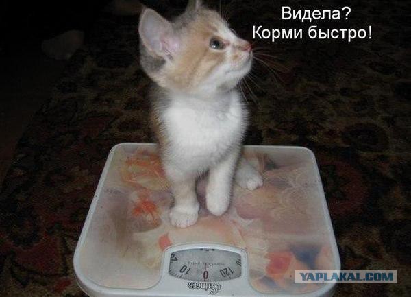 Подборка прикольных и веселых фото