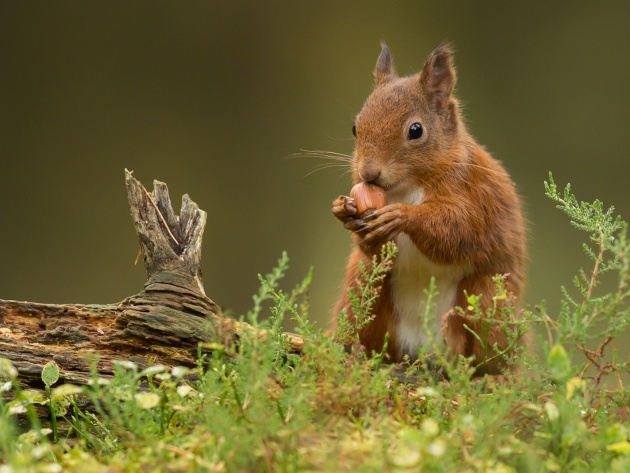 Ага, снова эти картинки и гифки