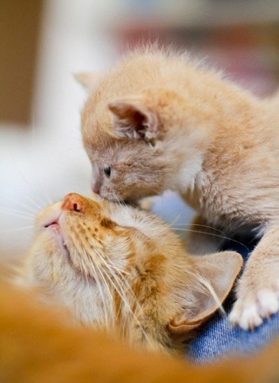 Коты из сети