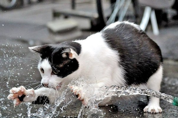 Коты и Кошки