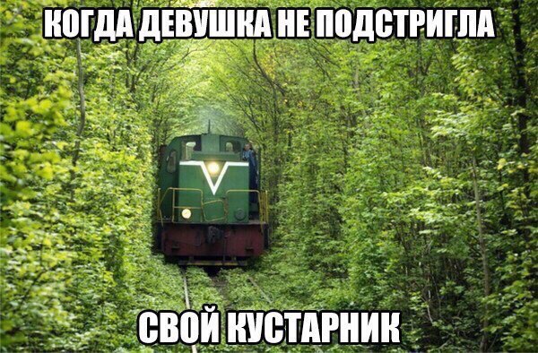 Тупик эволюции