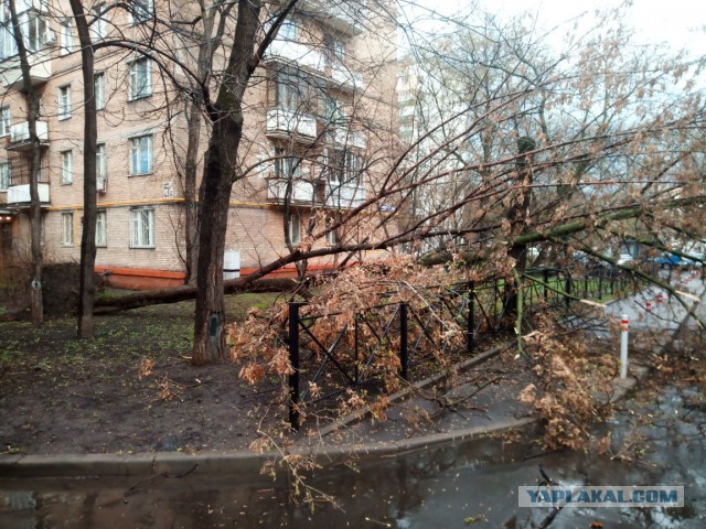 В Москве из-за шторма пострадали 12 человек