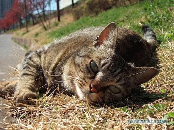 Котовторник на ЯПлакалъ (27.05.08), прикольные коты, добавляем свои!