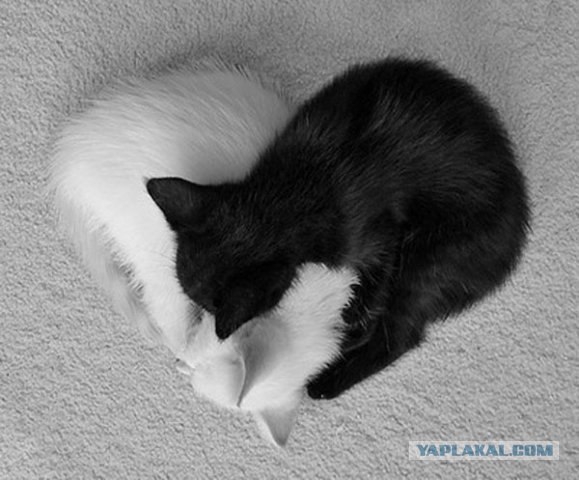 Котовторник на ЯПлакалъ (15.07.2008)