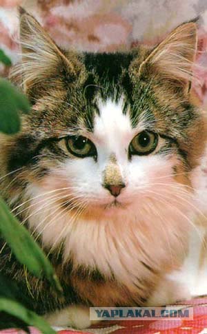 Даёшь Котовторник на ЯПе! (29.07.08)