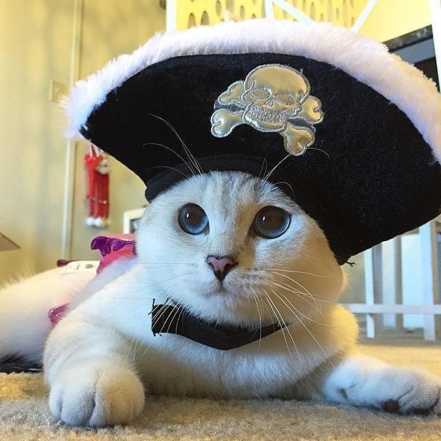 Кот пират картинки