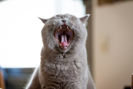 Прикольных котов пост