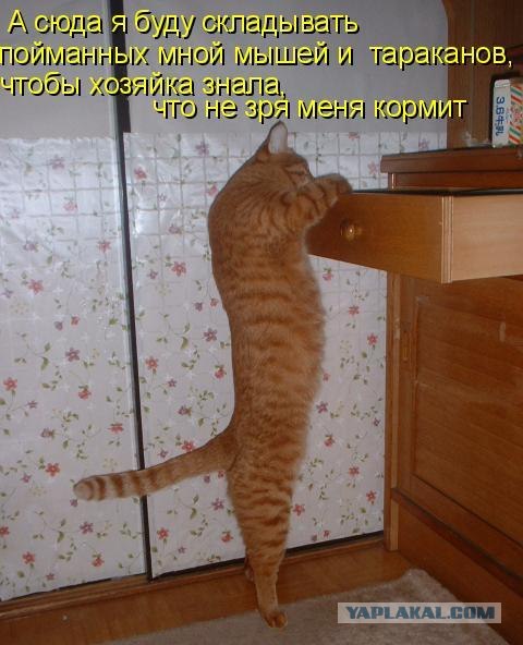 Котовторнику Да (09.12.08)