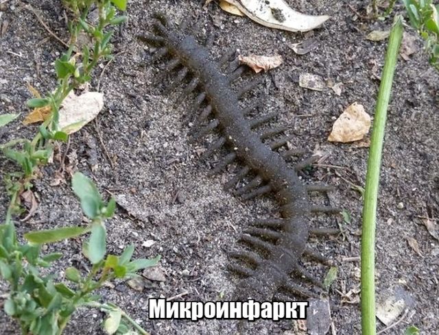 Живность из сети