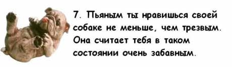 13 причин, почему холостяки предпочитают собаку