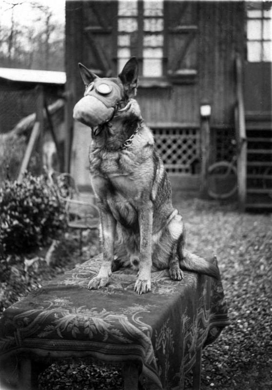 История в фотографиях