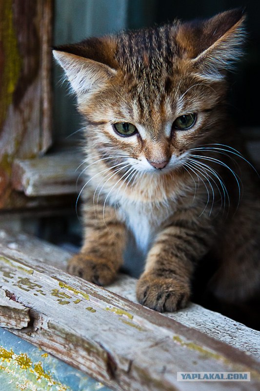 Котовторник на 22 июня