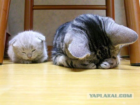 Котовторник  07.06.11