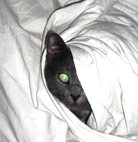 Котовторник (21.02.2012)