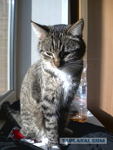 Котовторник  14.08.2012.