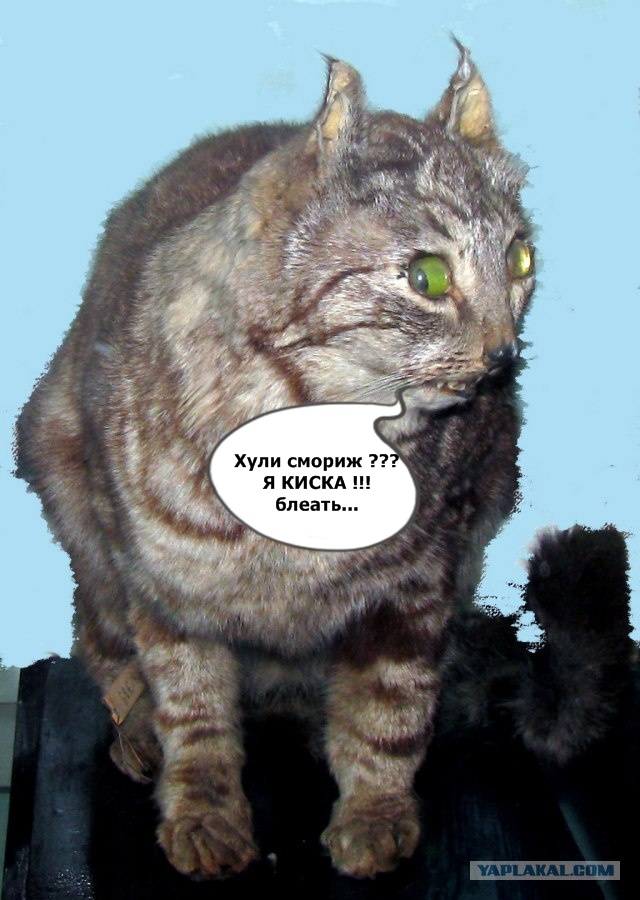 Зоопарк чучел