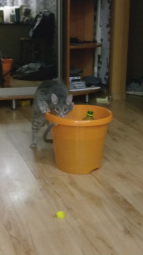 Забавные фото котеек