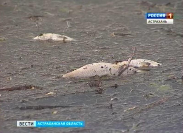 Астрахань, мор рыбы. Жесть, конечно.
