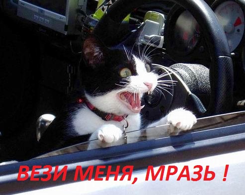 Сборник весёлых картинок по нашумевшей теме "Вези меня..."