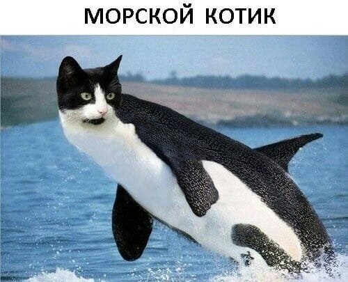 Котовторник 03.03.2020