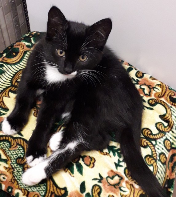 Котовторник 28.09.21