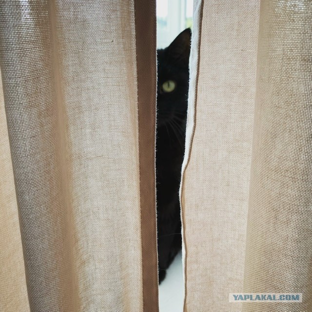 Котовторнику быть