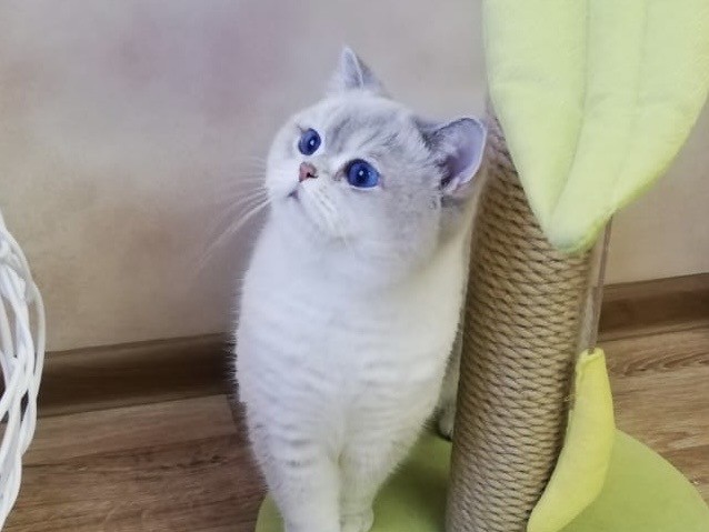 И снова день кошачий!