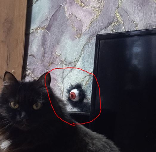 Котовторнику посвящается, подобрашка Маня