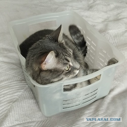К - Котовторник ☺ Пополнение