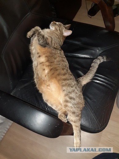 Мой котяра