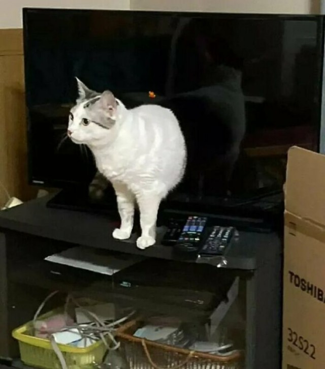 Жизнь домашнего приюта "Котоленд" 430