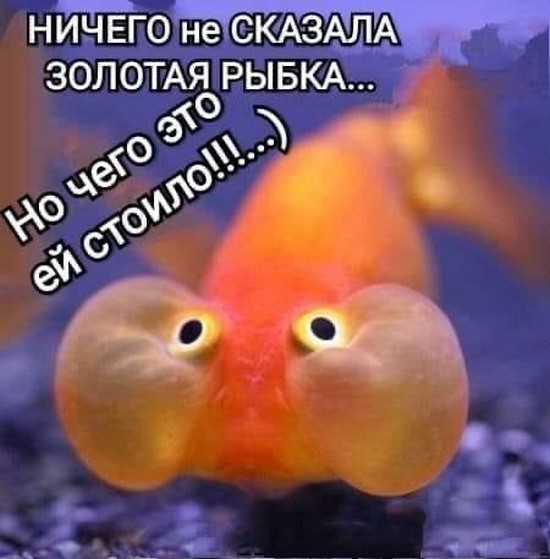 Картинки для деградации 244 (разной степени свежести)