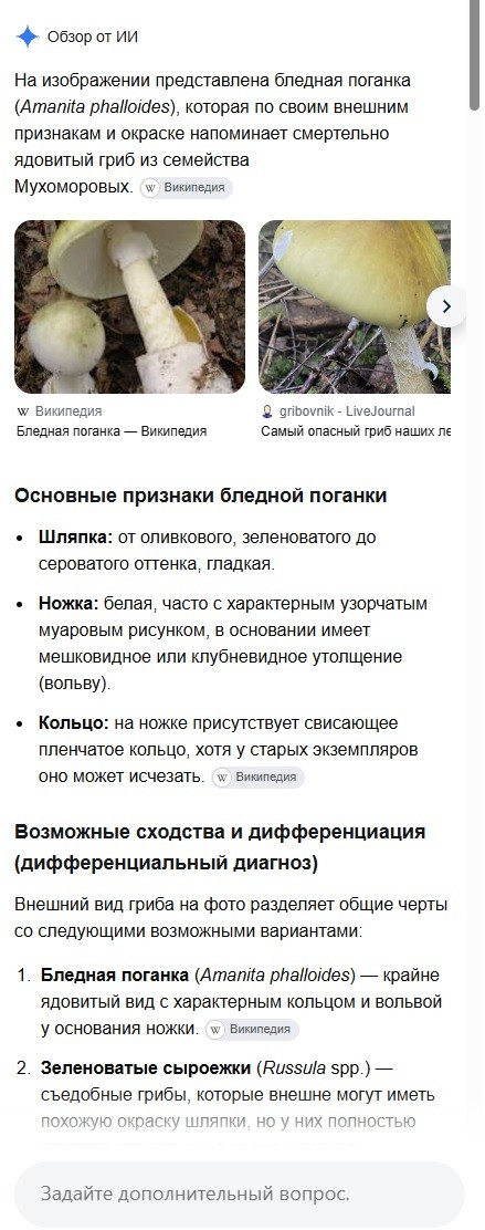 Жительница Гомеля проверила грибы через Google и попала в реанимацию
