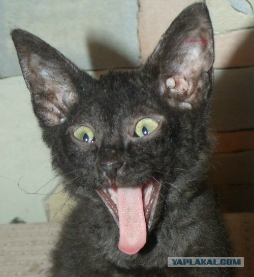 А у тебя есть фото твоей зевающей котейки ?