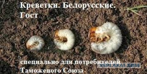 Первые креветки из Беларуси