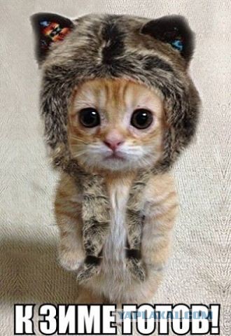 Кошачий Hardcore