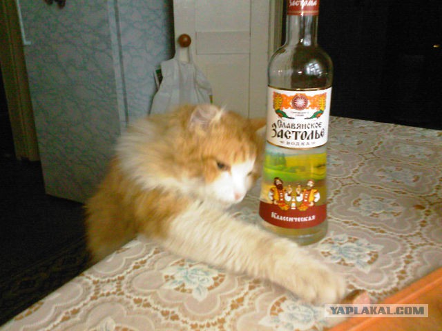 Вася тырит рыбу.