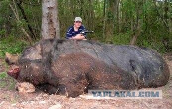 Тигра вырос...