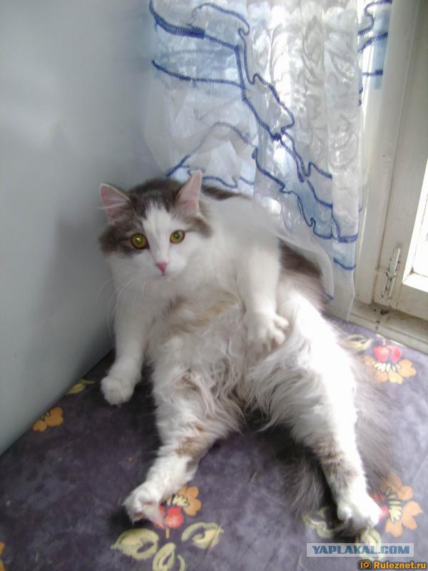 Котовторник 14.07.2015