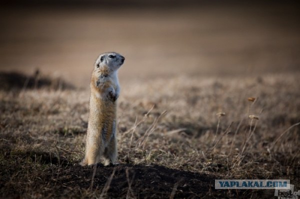 Фотопроект Best of Russia 2012