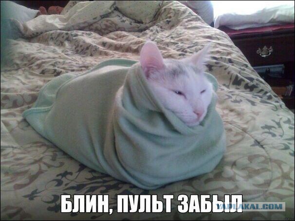 О важном. Проблемы котов