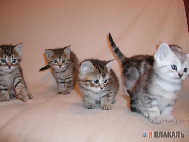 Коты, кошки, котята