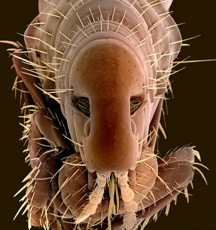 Мир в миллиметре