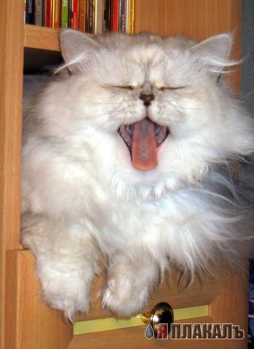 Котовторник!