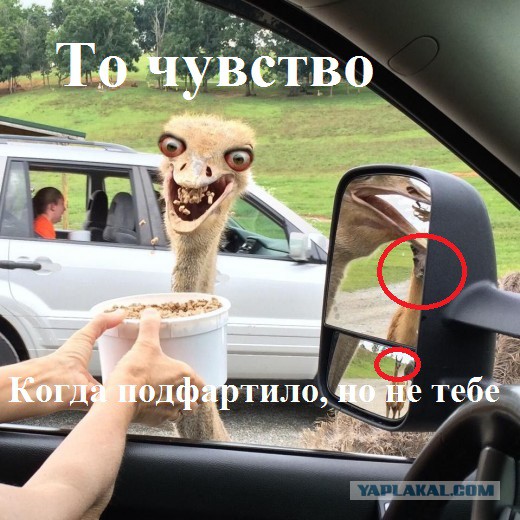 Подборка картинок