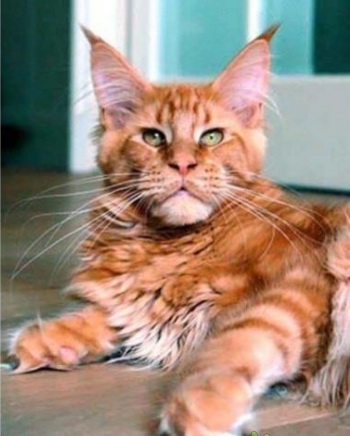 Редкое фото. Молодые Кола Бельды и Иосиф Кобзон