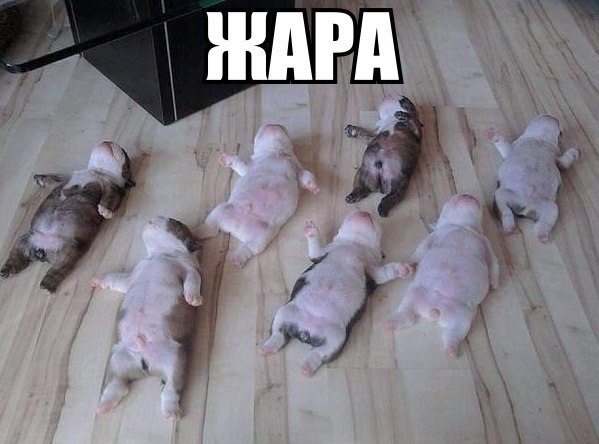 Мохнатые беспредельщики