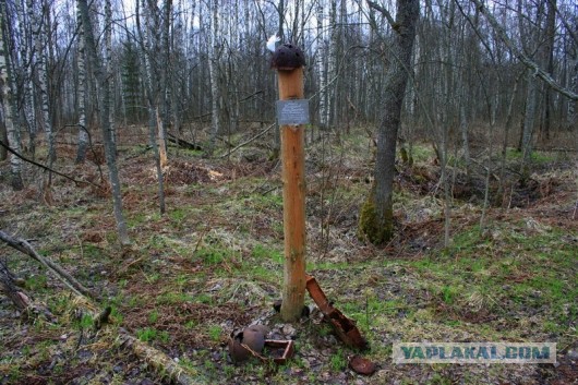 Самые страшные леса мира