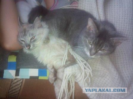 Котовторник 13.12.2016