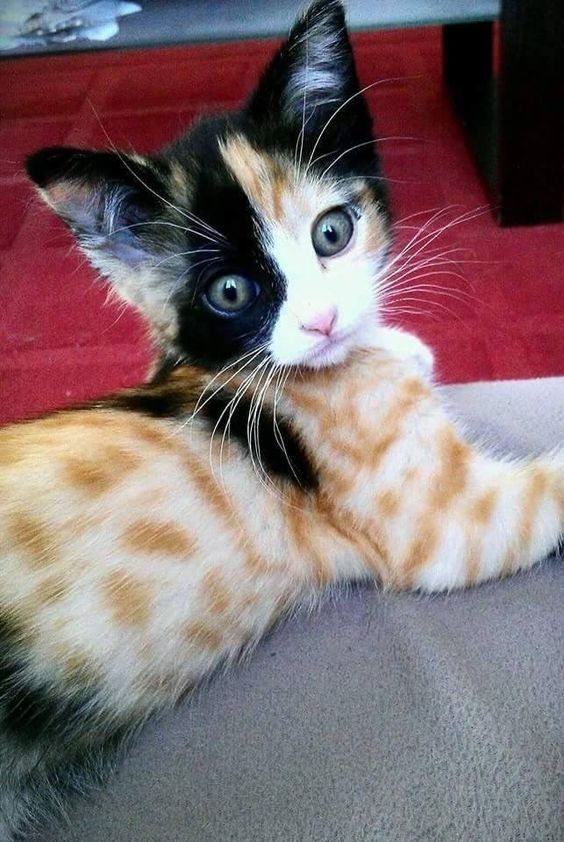 Коты из сети